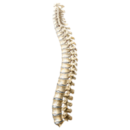 A spine