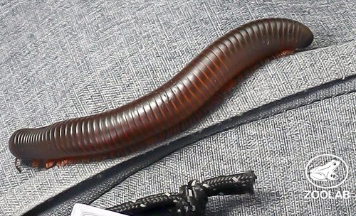 Millipede on a bag