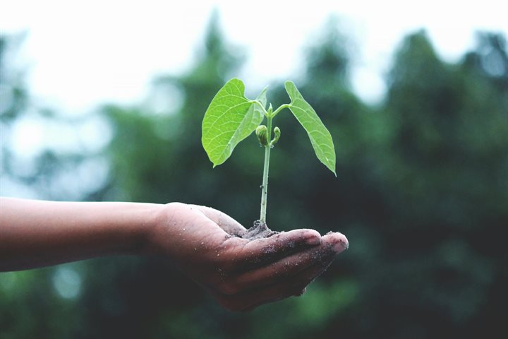 Child's hand holding a small bean plant