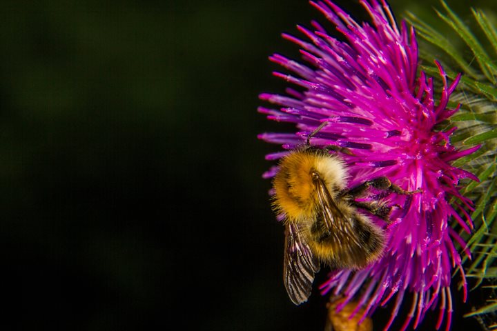 Bee on a thistle